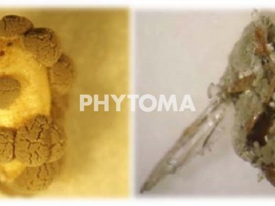 Bactrocera oleae